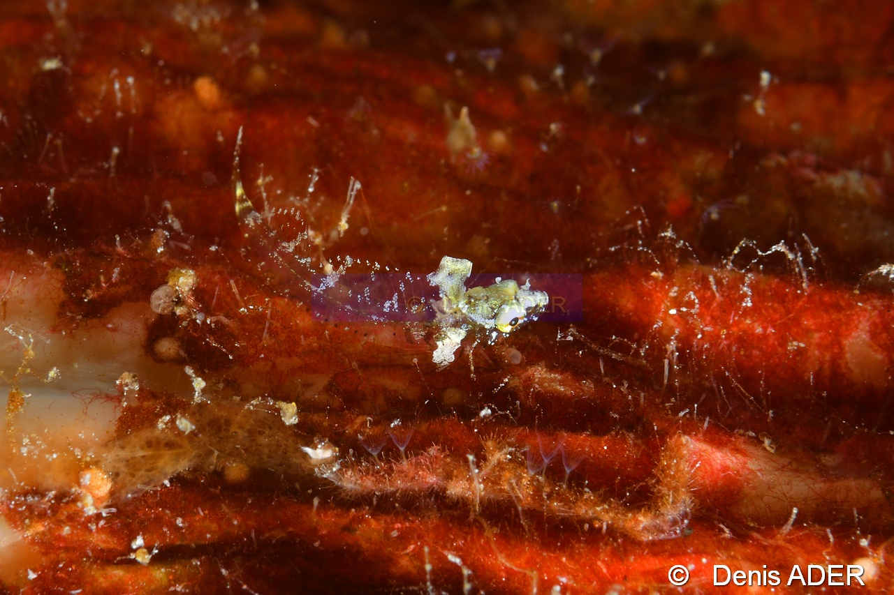 Enneapterygius mirabilis Tripterygion miracle-Wangi Wangi Island-19m-20180601-Denis-ADER-DSC_3025_tn.jpg